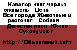 Кавалер кинг чарльз спаниель › Цена ­ 50 000 - Все города Животные и растения » Собаки   . Дагестан респ.,Южно-Сухокумск г.